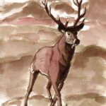 illustration à la plume et à l'encre sépia représentant un cerf majestueux