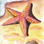 illustration représentant une étoile de mer, à la plume, aquarelle et encre
