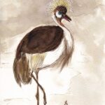 illustration à la plume, encre sépia et aquarelle représentant un grue royale, un patte relevée