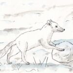 renard arctique poussant une grosse boule de neige